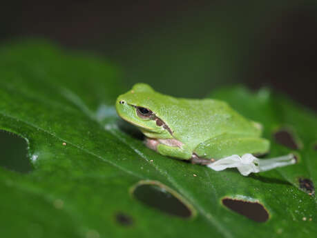 Promenade d'observation de la petite faune nocturne - Parc Longchamp