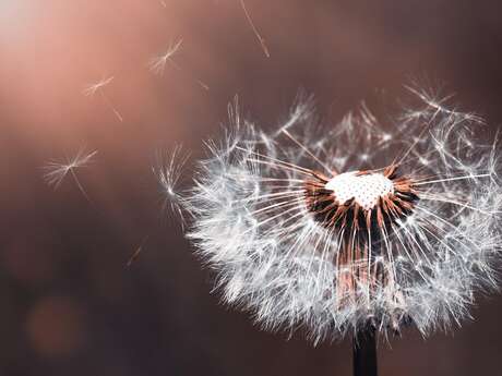 Prends-en de la graine - Les RDV Nature du Département