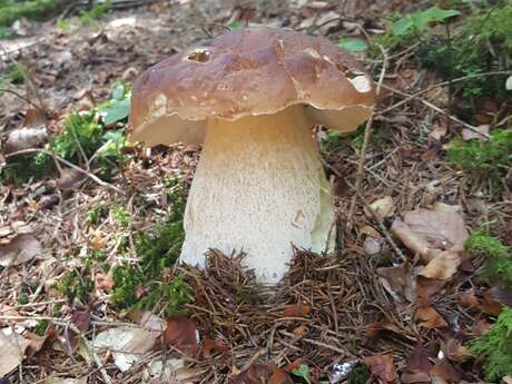 Semaine gourmande : balade-découverte en sous bois