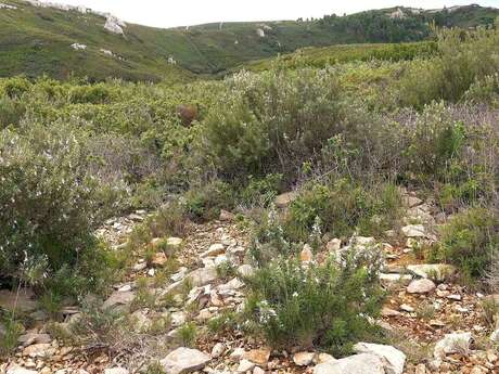Les garrigues dévoilent leur secret - musée itinérant