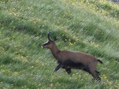 Wildlife hiking with Martine