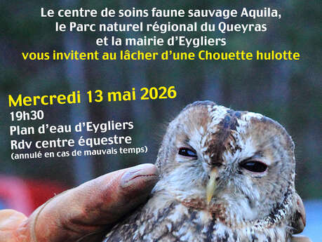 Lâcher d'une Chouette hulotte