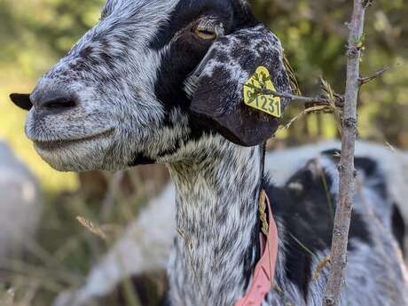 GAEC Dei Reïcampadis