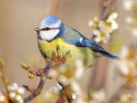 Découverte des chants des oiseaux