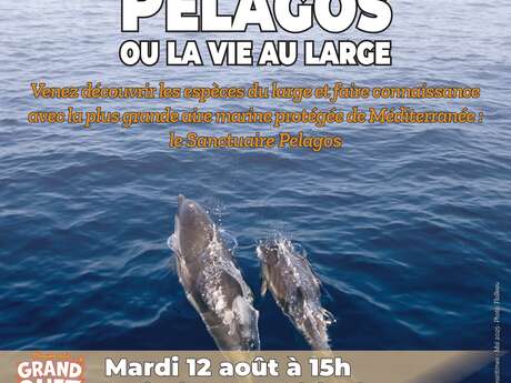 Diaporama interactif : Pelagos ou la vie au large