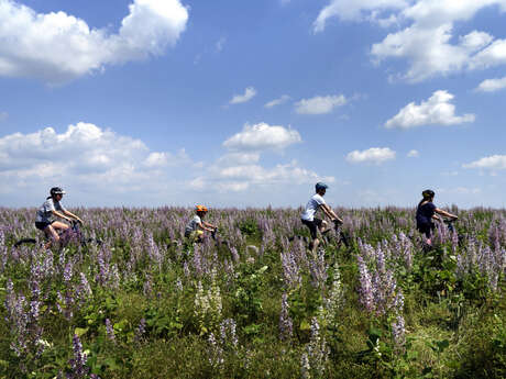 Site VTT FFC - Provence Verdon - Circuit 42 - Vert - Montagnac