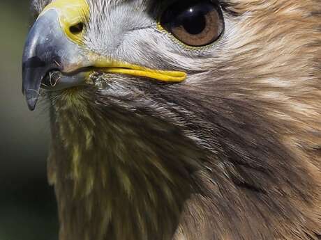 Fauconnerie Aigles de la Sainte-Baume