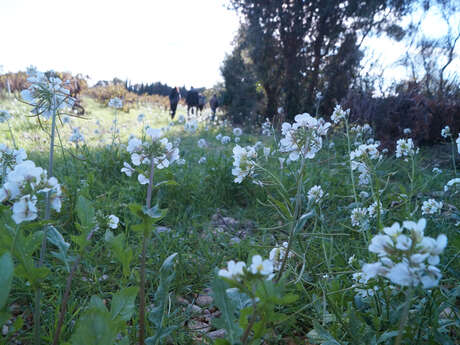 Balade à la découverte du territoire - Sainte-Cécile-les-Vignes