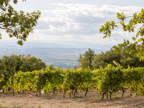 Sentier du vigneron - Domaine de Saint Amant