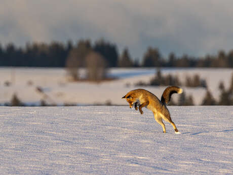 Exposition vente de photographies au café des arts