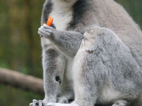 Guided tour of the Tropical Zoological Garden