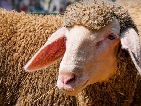 Le Boué de Claraxel