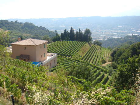 Domaine du Fogolar Collet de Bovis