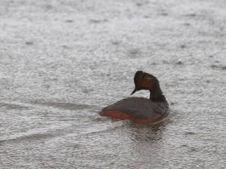 Observation des oiseaux de la Durance - Sortie nature