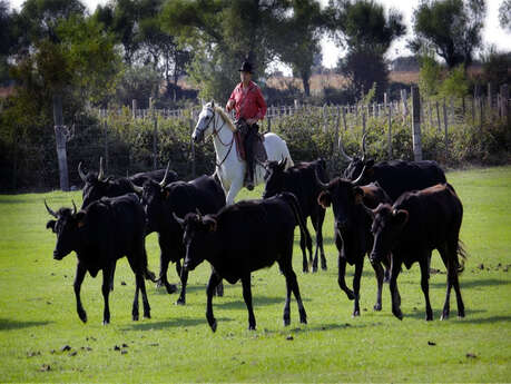 Manade Albert Chapelle