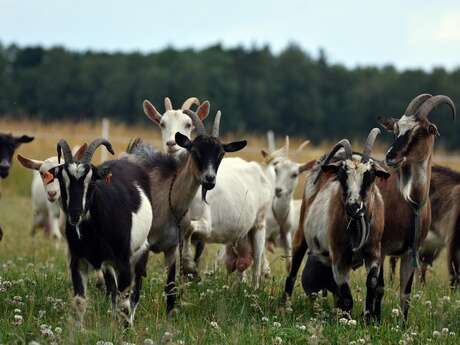 Descente de l’estive avec les chèvres de la ferme de la Loge de printemps
