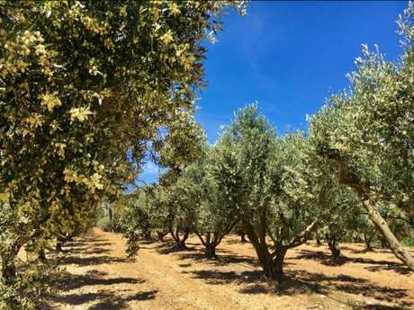 Domaine de la Pierre Plantée