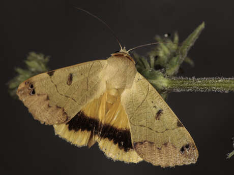 Inventaire photographique des papillons de nuit au Cap Lardier