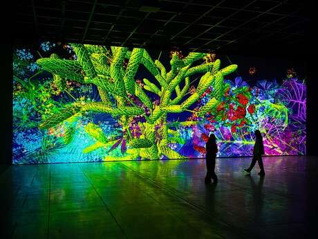 Nocturnes Exposition Digital Floralia