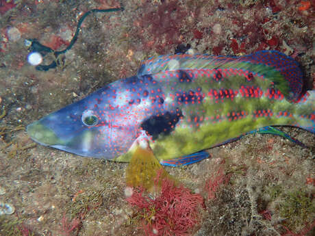 Biodiversité marseillaise, entre mer et collines