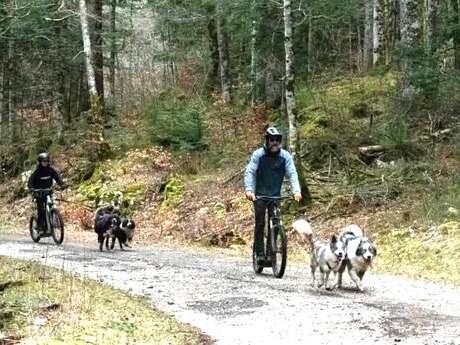 Activités chiens nordiques sur le plateau des Moises