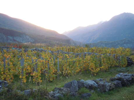 Conférence en images : Vignes et vins de Savoie