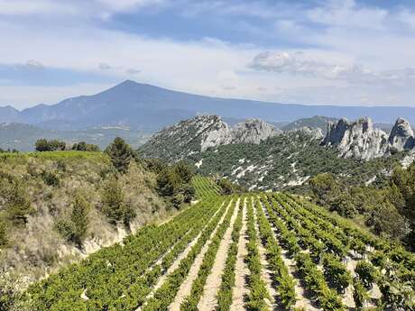 Visite LaCave et dégustation des crus des Dentelles