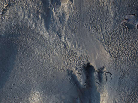 Sortie sur les traces du castor