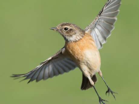 Conférence Les Pouvoirs Extraordinaires des Oiseaux