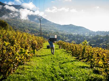 Domaine Famille Montessuit