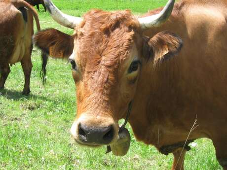 La ferme de Baumugnes