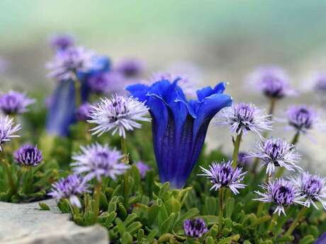 Conférence : Plantes et milieux remarquables du Lautaret