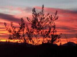 Les Olivettes de Lure