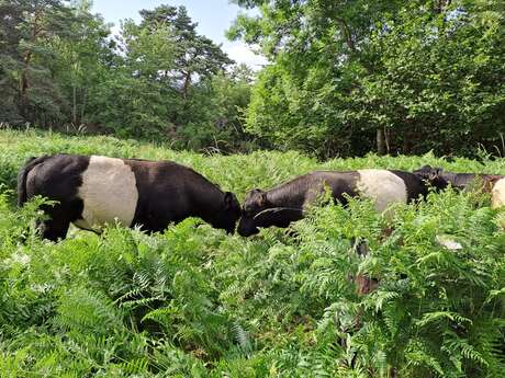 Vente de viande de de bœuf de race Galloway