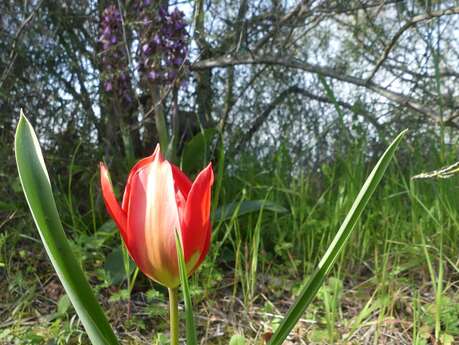 Sortie botanique : Les messicoles de Luynes