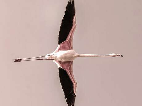 Exposition : Zénitude Crépusculaire - Une exposition de Frank Follet