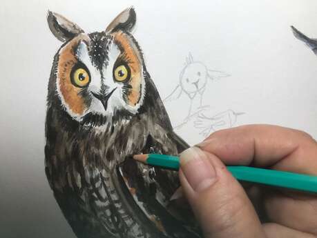 Viens dessiner les oiseaux du Mercantour !