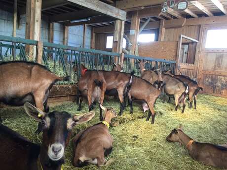 Visite gourmande de la chèvrerie des Cabrioles