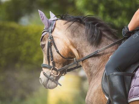 Les Ecuries du Cheval d'Argent