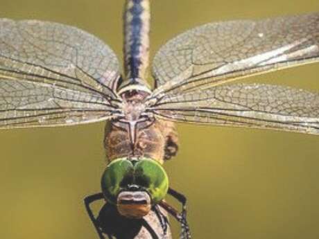 Atelier Altec (3-5 ans) - Découvre les insectes