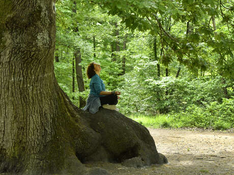 Les arbres remarquables en forêt de Saint-Germain