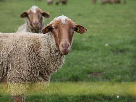 L'Agneau du Pays Fayençois