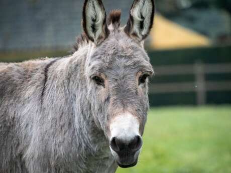 Fête de l’Âne Gris – 27ᵉ édition à Digne-les-Bains