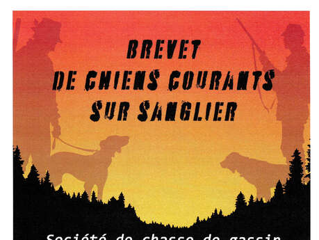 Brevet de chiens courants sur sanglier