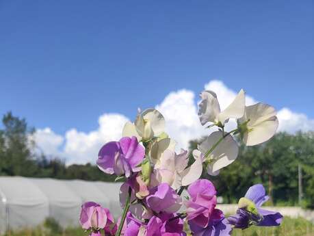Fleurs de Marseille - Indus'3Days