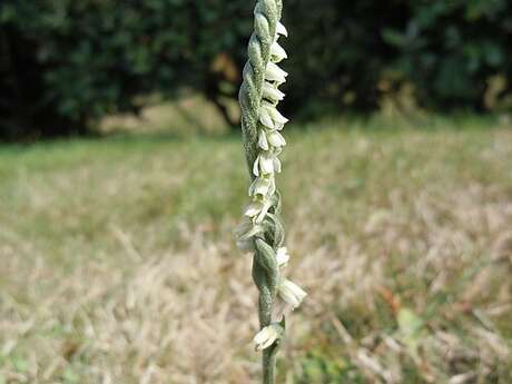 Inventaire participatif de la Flore urbaine - Les Adrets