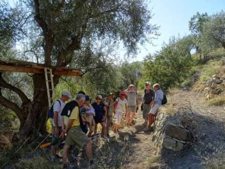 92nd Fête du Citron® - Excursion on a terraced hillside and traditional water catchments