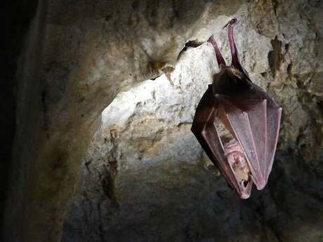 Nuit Internationale de la Chauve-Souris : sortie nocturne et observation Nuit Internationale de la Chauve-Souris : sortie nocturne et observation
