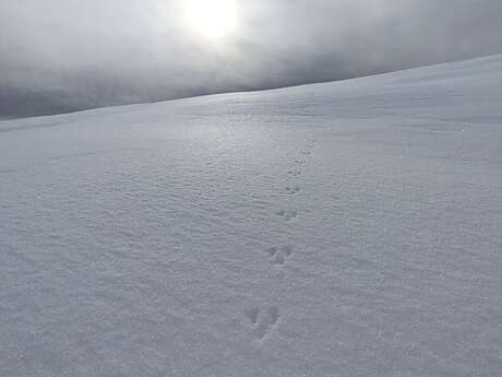 Sur les traces des animaux de montagne