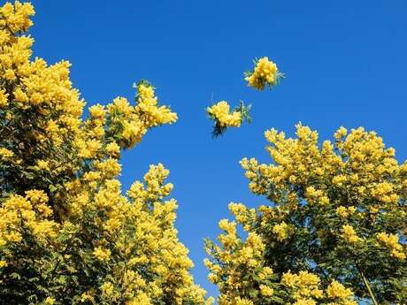 Création d'un diffuseur